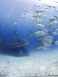 Andy does the Kittiwake
While Andy was taking a picture ... by Ellen Cuylaerts 